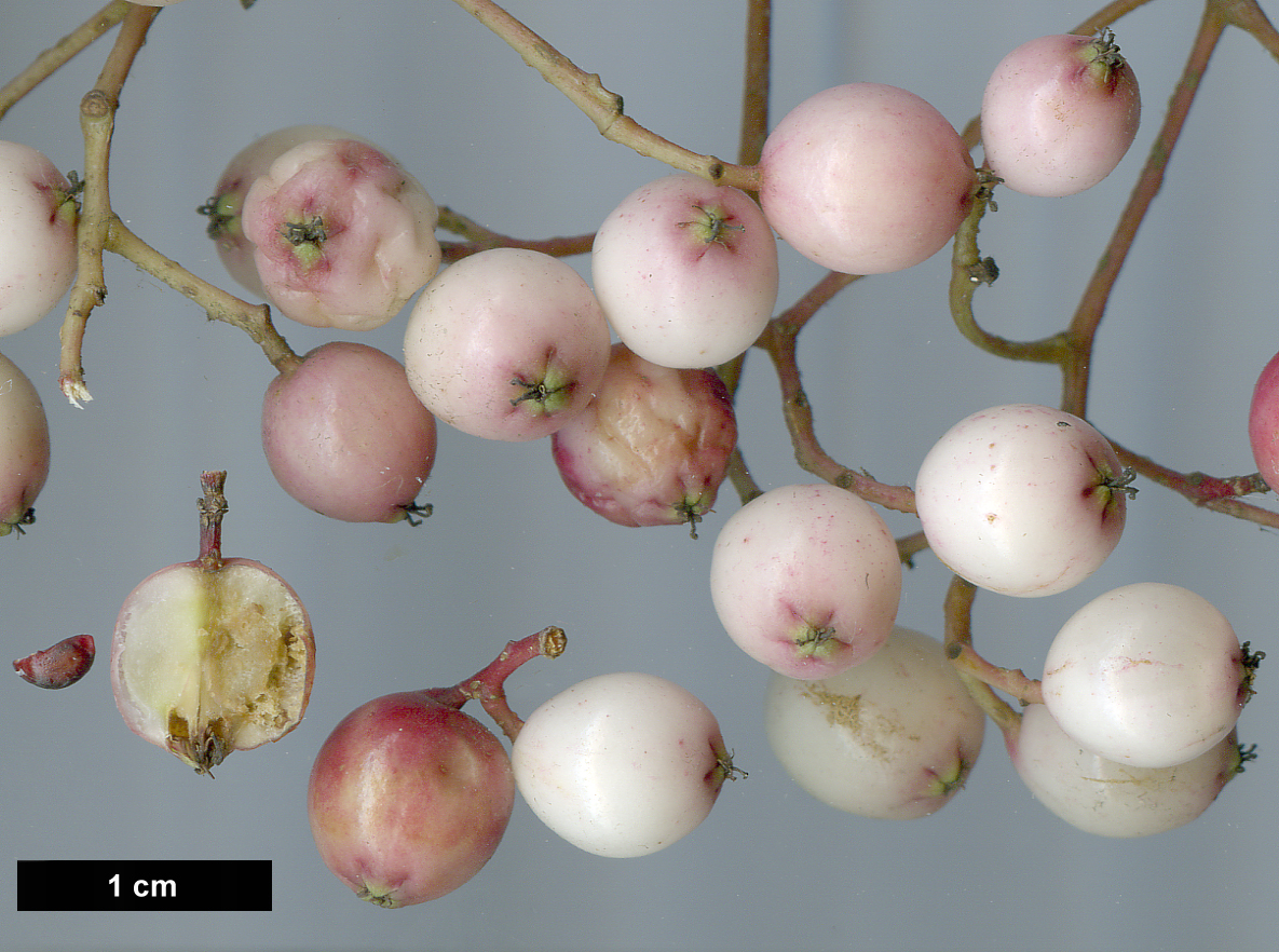 High resolution image: Family: Rosaceae - Genus: Sorbus - Taxon: microphylla agg.